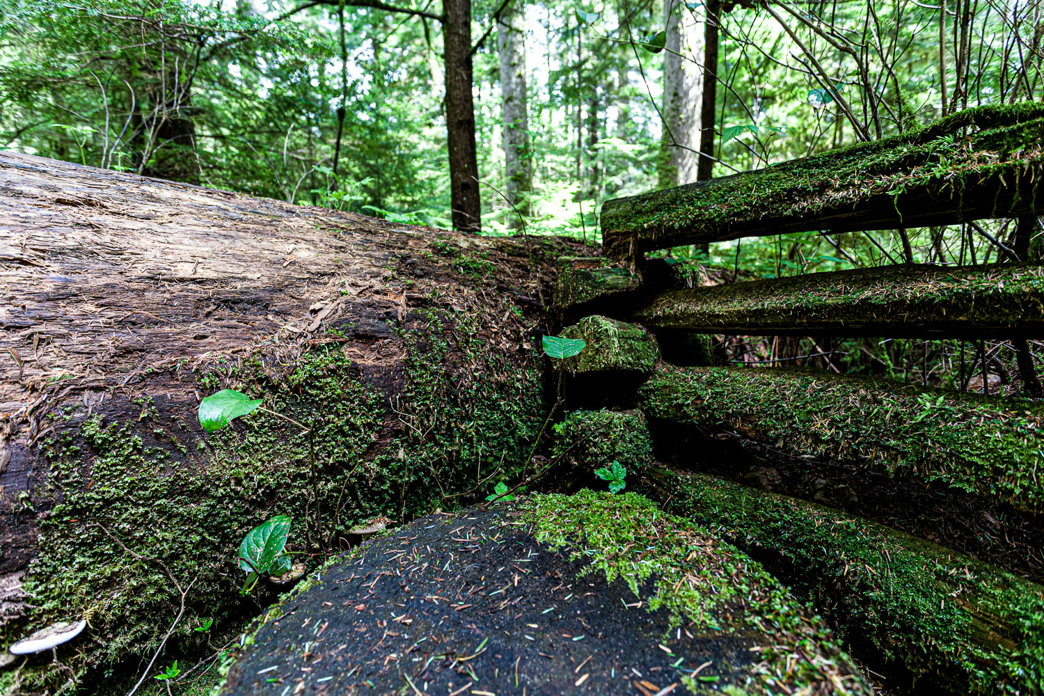 Van_15_65516__MG_1120.jpg