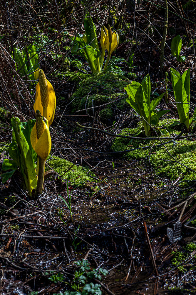 Van_14_50962__MG_3218.jpg