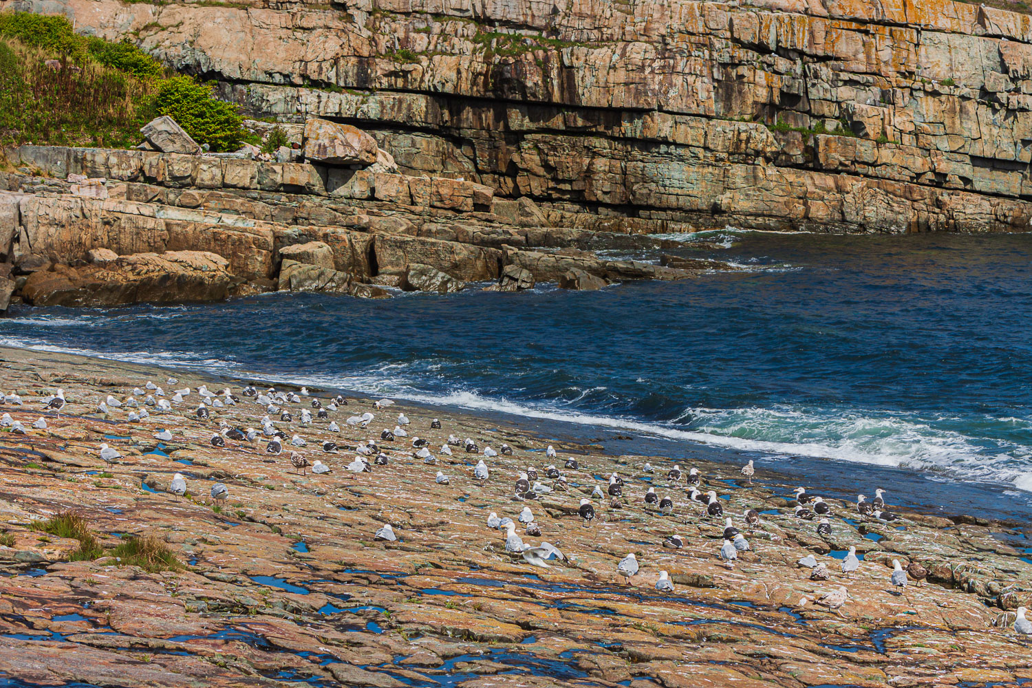 NFLD_02582__MG_1181.jpg