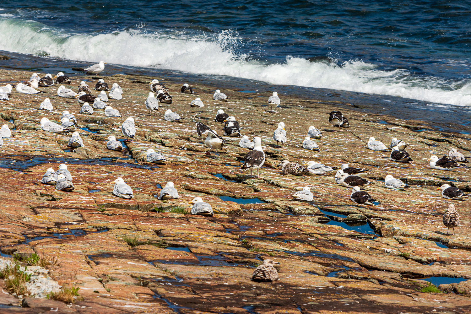 NFLD_02585__MG_1184.jpg