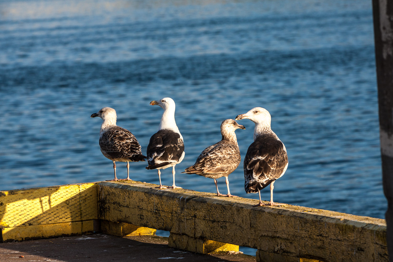 NFLD_02850__MG_1449.jpg