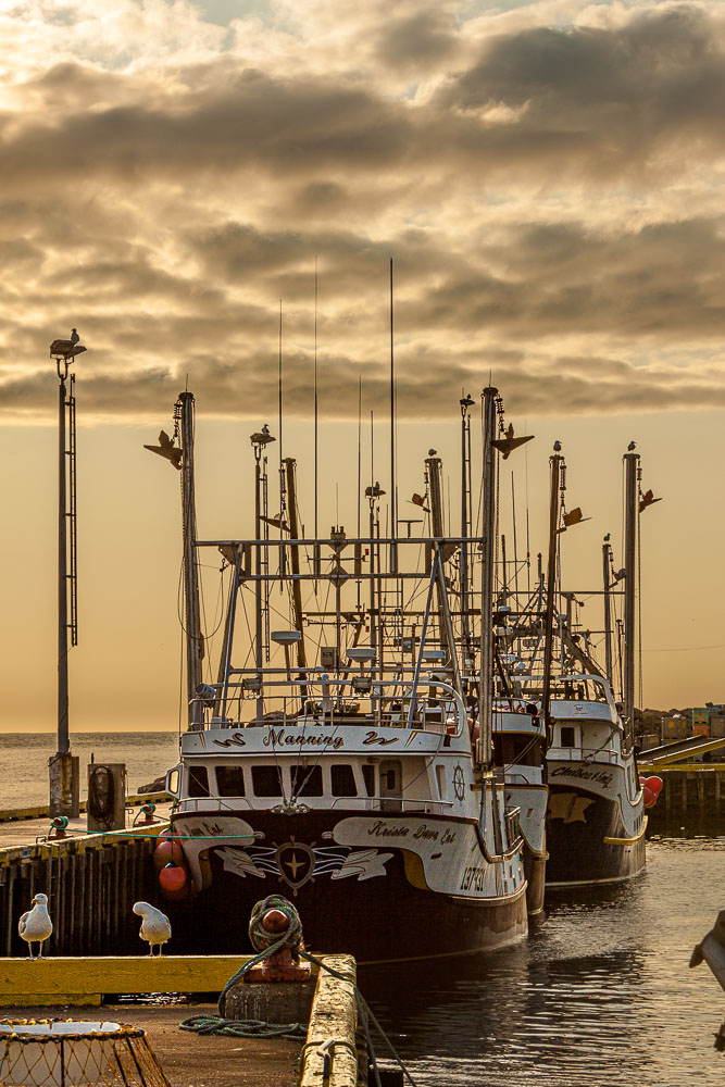 NFLD_02870__MG_1469.jpg