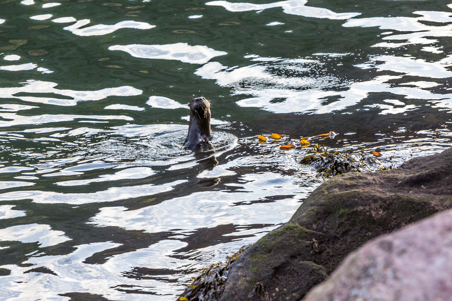 NFLD_02961__MG_1560.jpg