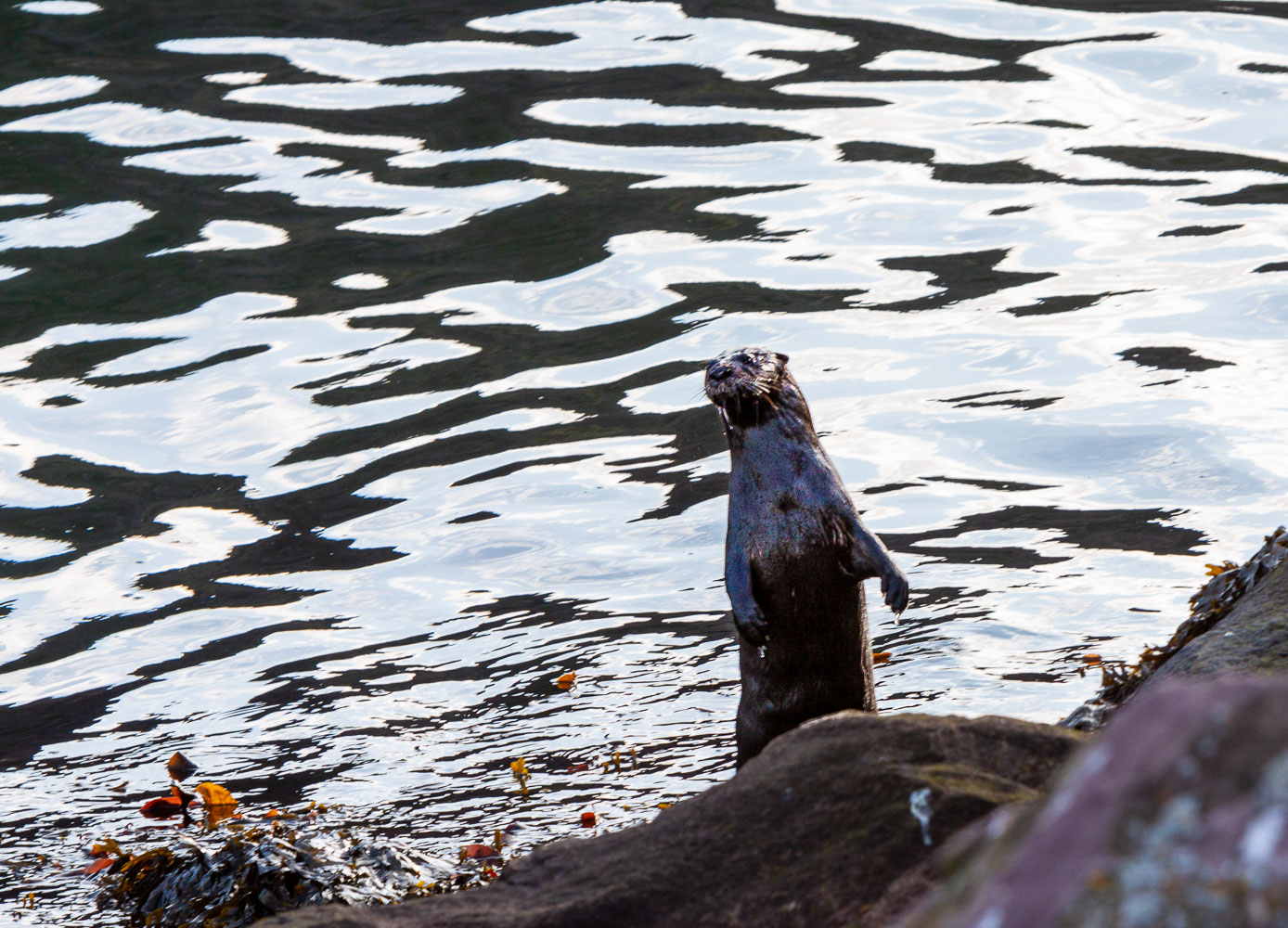 NFLD_02962__MG_1561.jpg