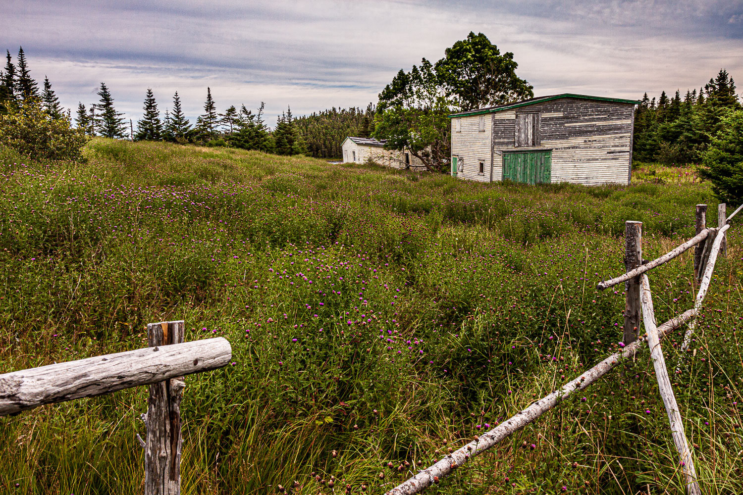 NFLD_03112__MG_1711.jpg