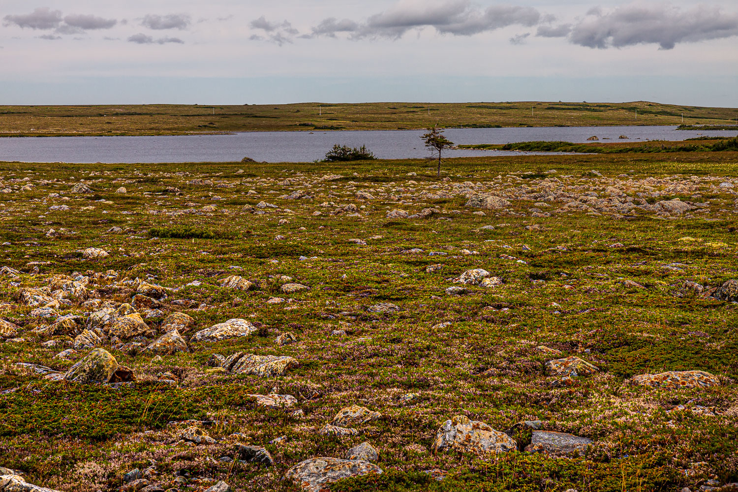 NFLD_03257__MG_1856.jpg