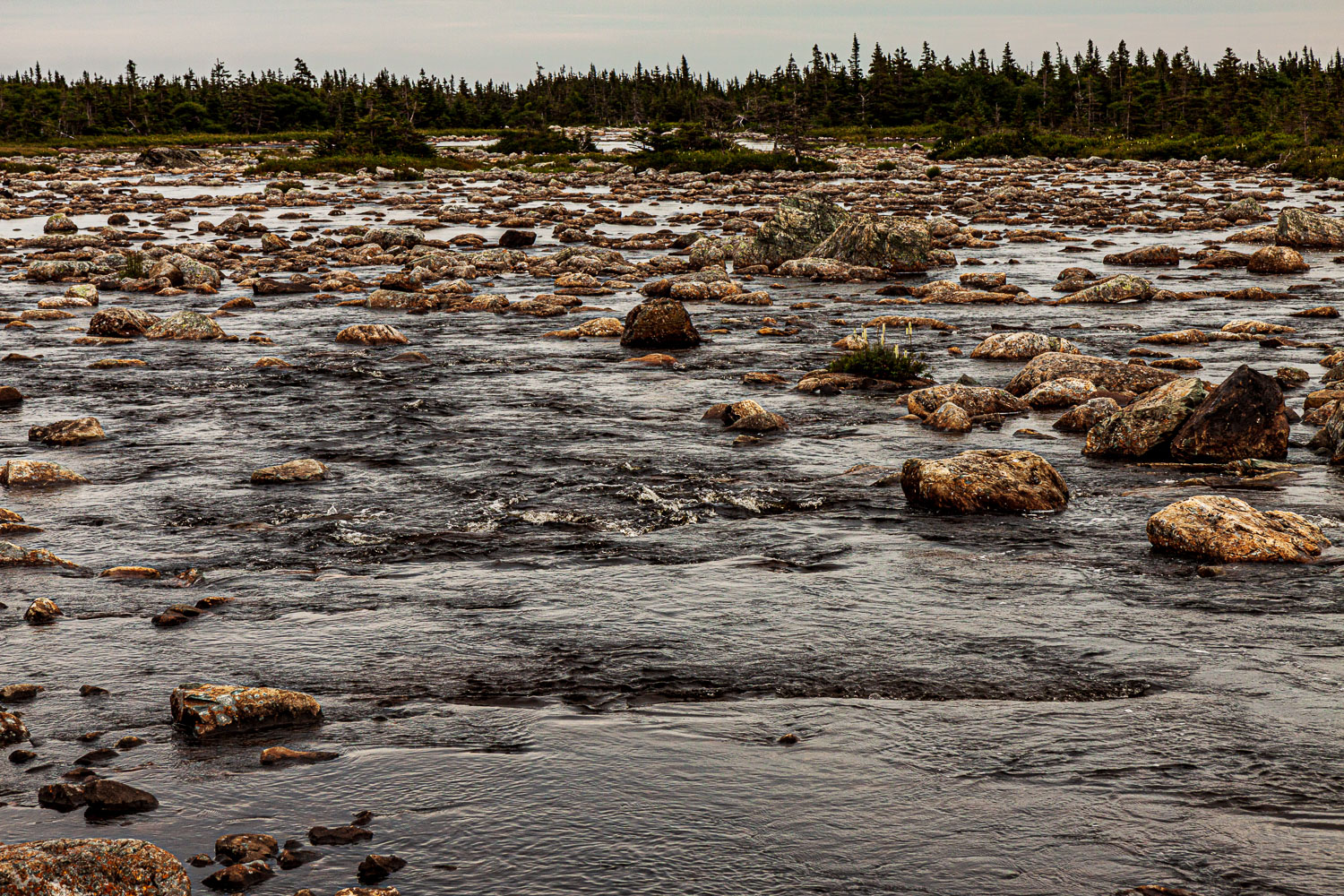 NFLD_03266__MG_1865.jpg