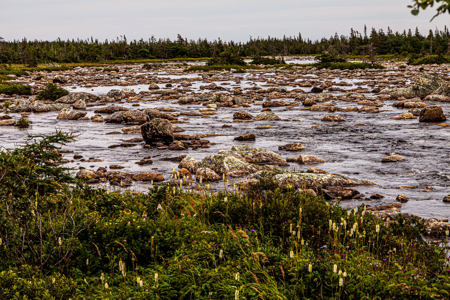 NFLD_03275__MG_1874.jpg