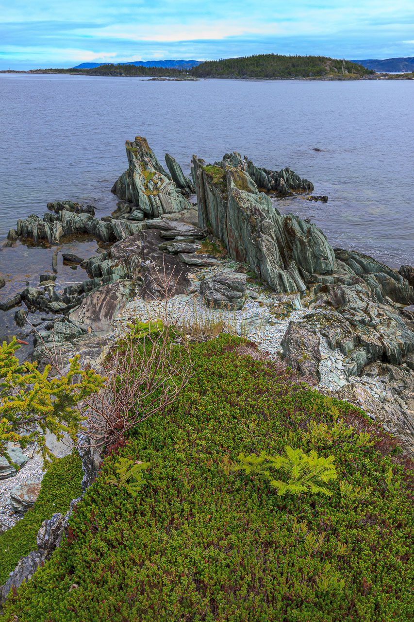 NFLD_0871__MG_9598.jpg