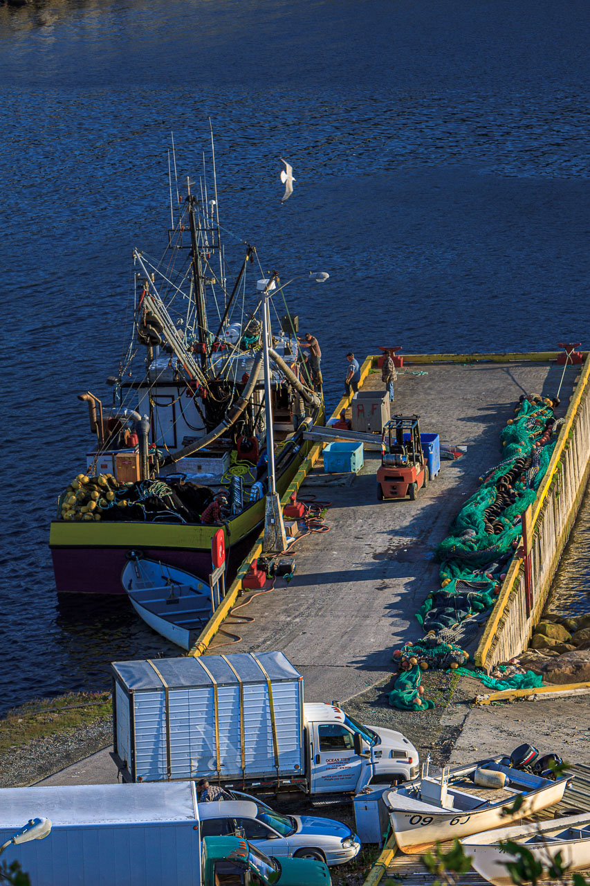 NFLD_1169__MG_9765.jpg