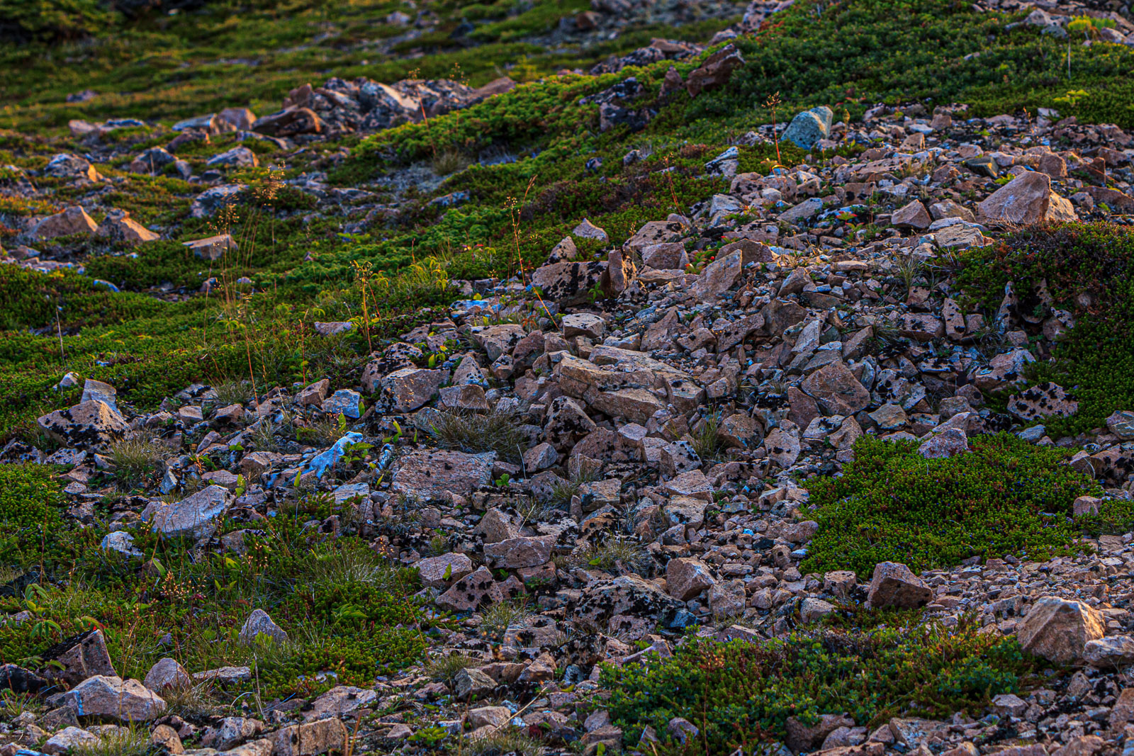 NFLD_1243__MG_9839.jpg