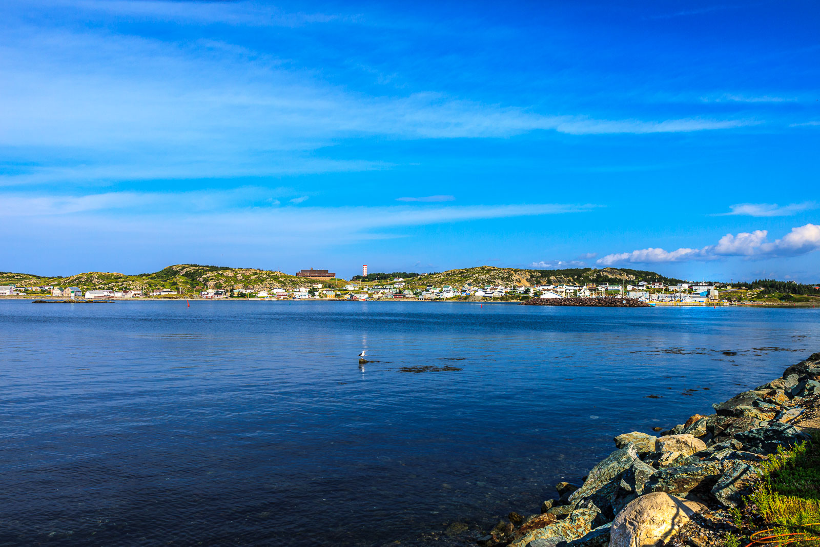 NFLD_1355__MG_9951.jpg