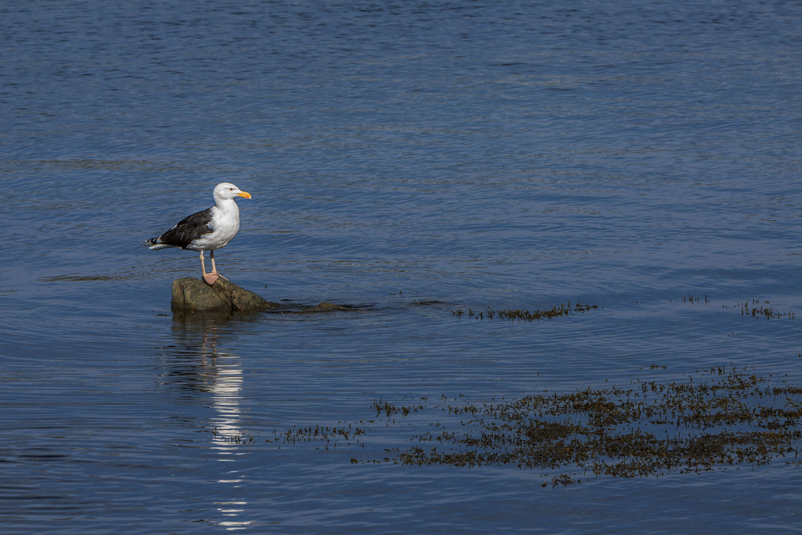 NFLD_1356__MG_9952.jpg