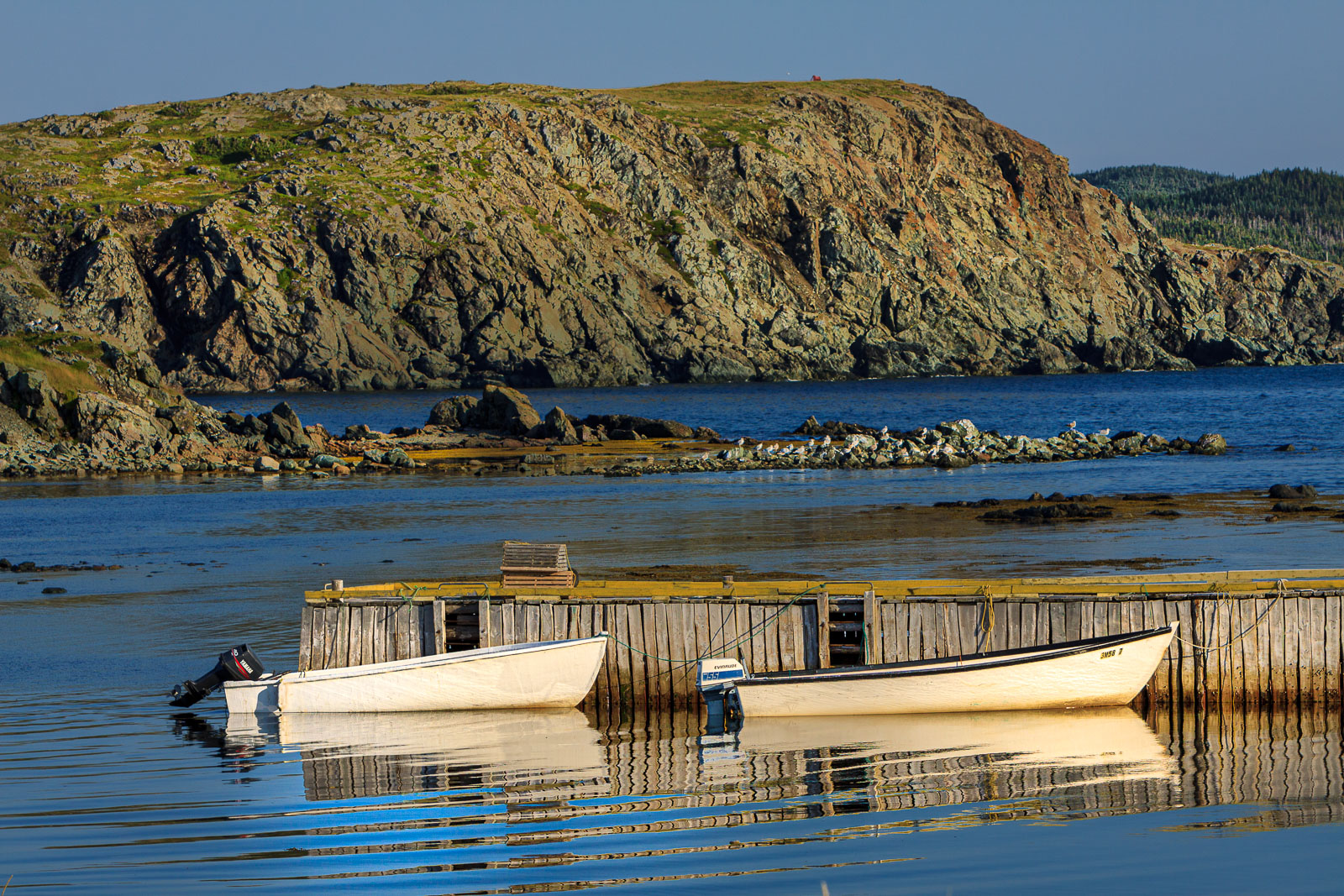 NFLD_1378__MG_9974.jpg