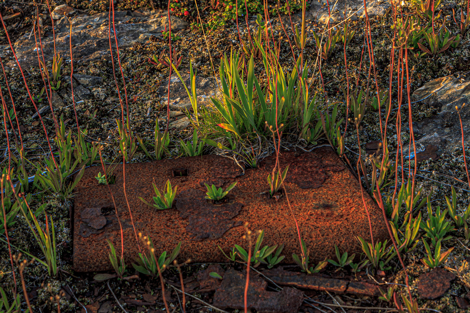 NFLD_1418__MG_0015.jpg