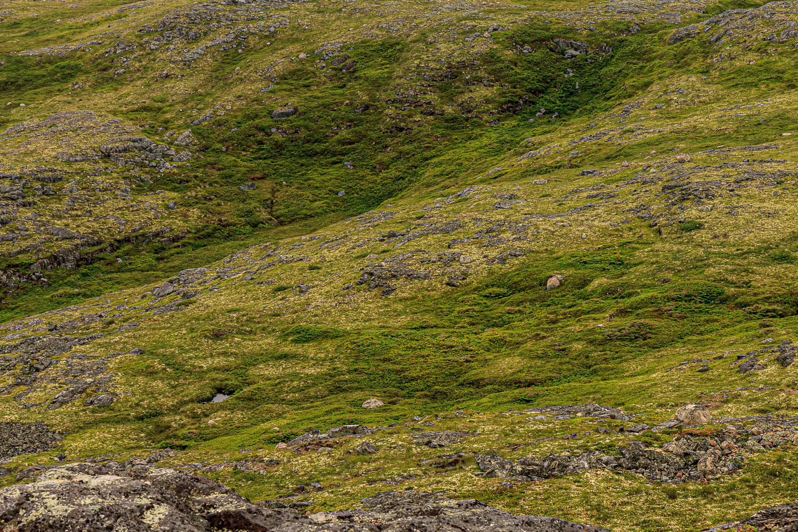 NFLD_1449__MG_0046.jpg