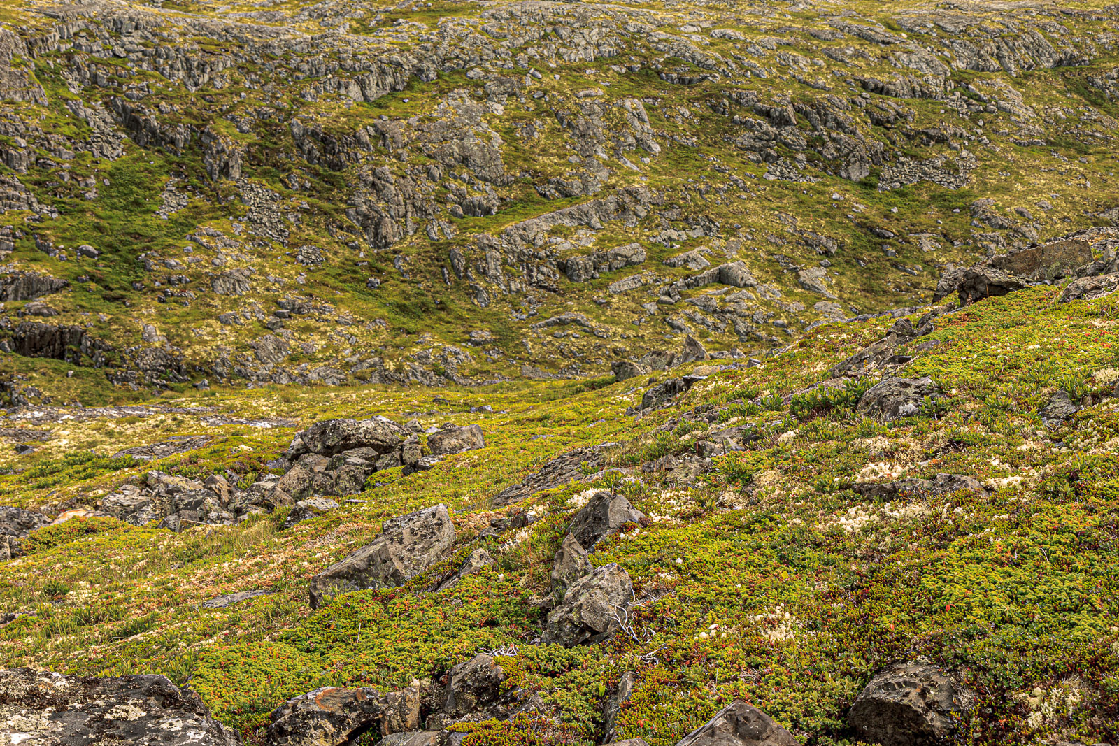 NFLD_1491__MG_0088.jpg