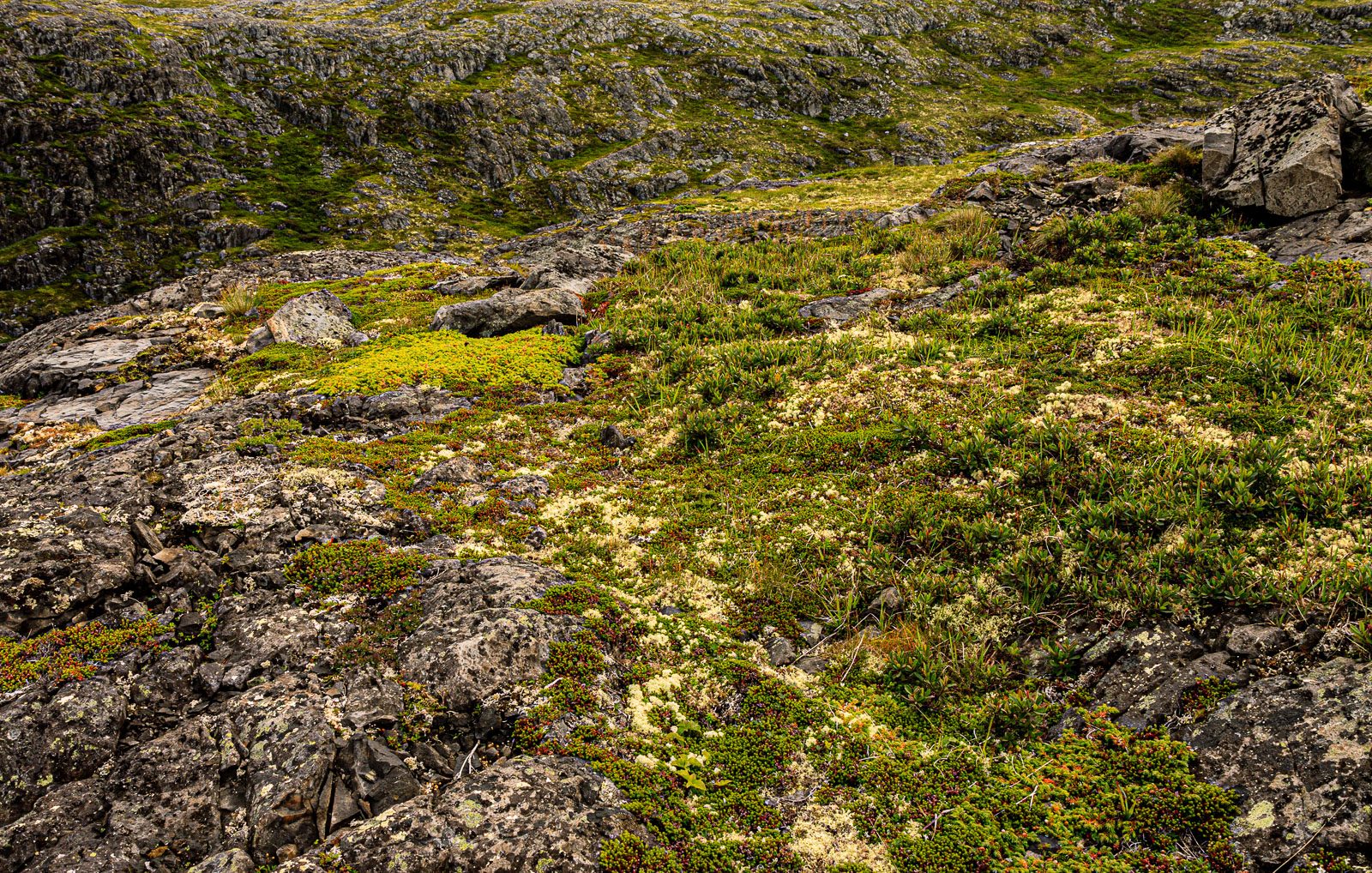 NFLD_1498__MG_0095.jpg