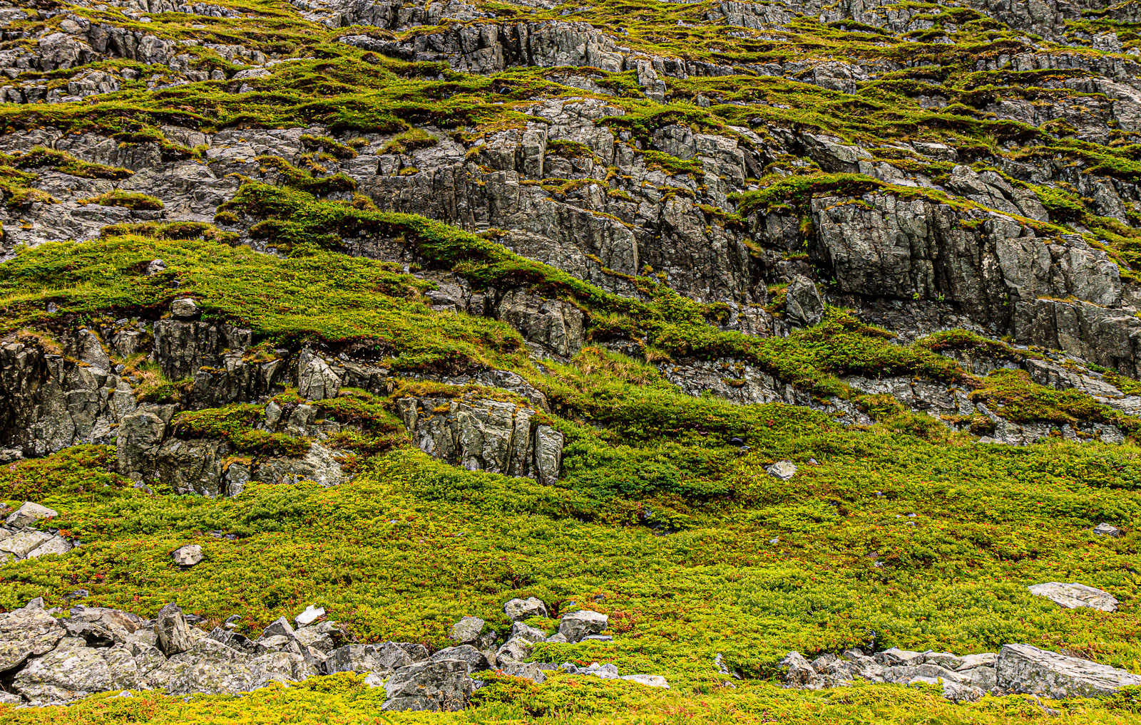 NFLD_1526__MG_0123.jpg