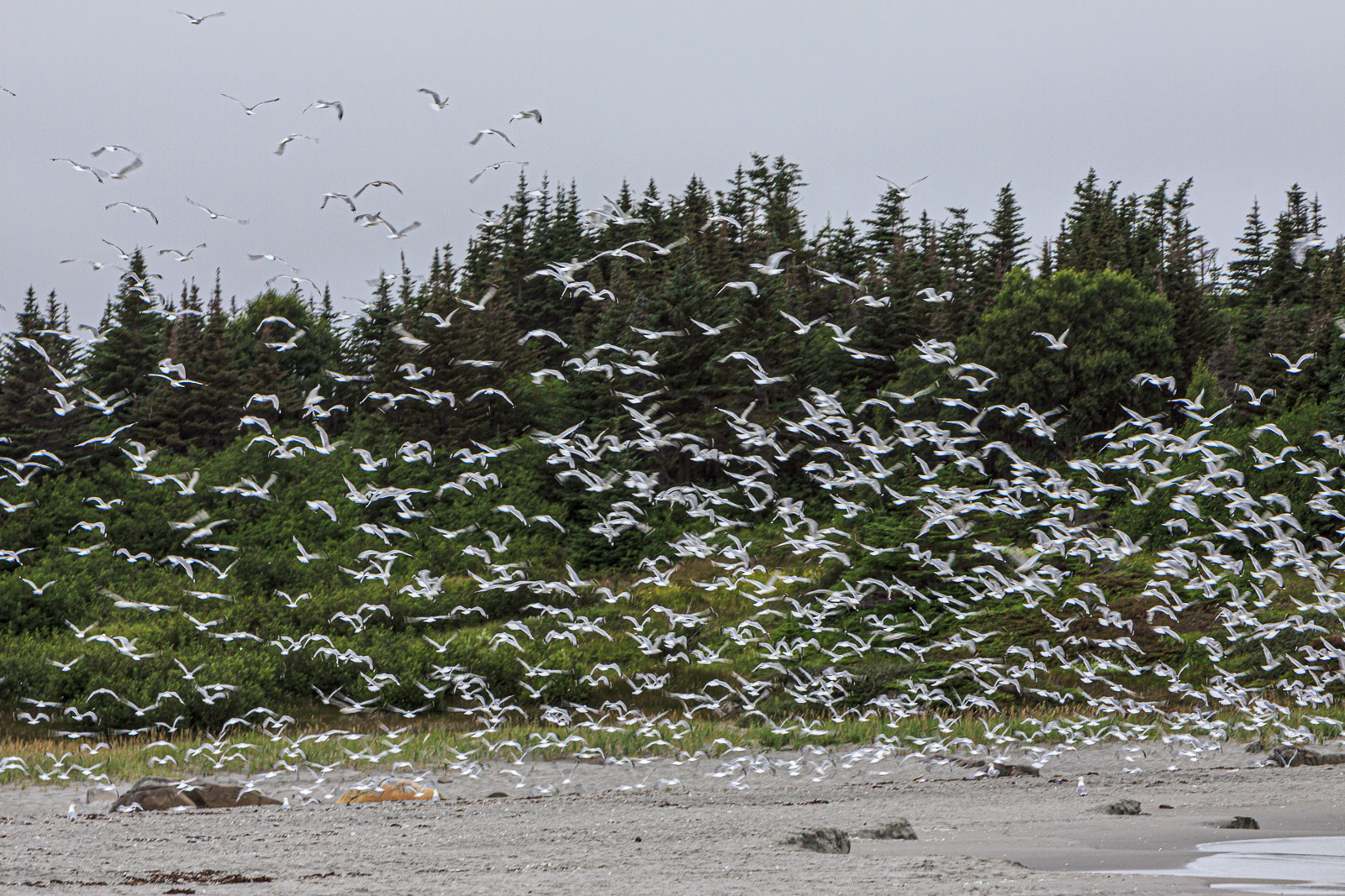 NFLD_1651__MG_0248.jpg