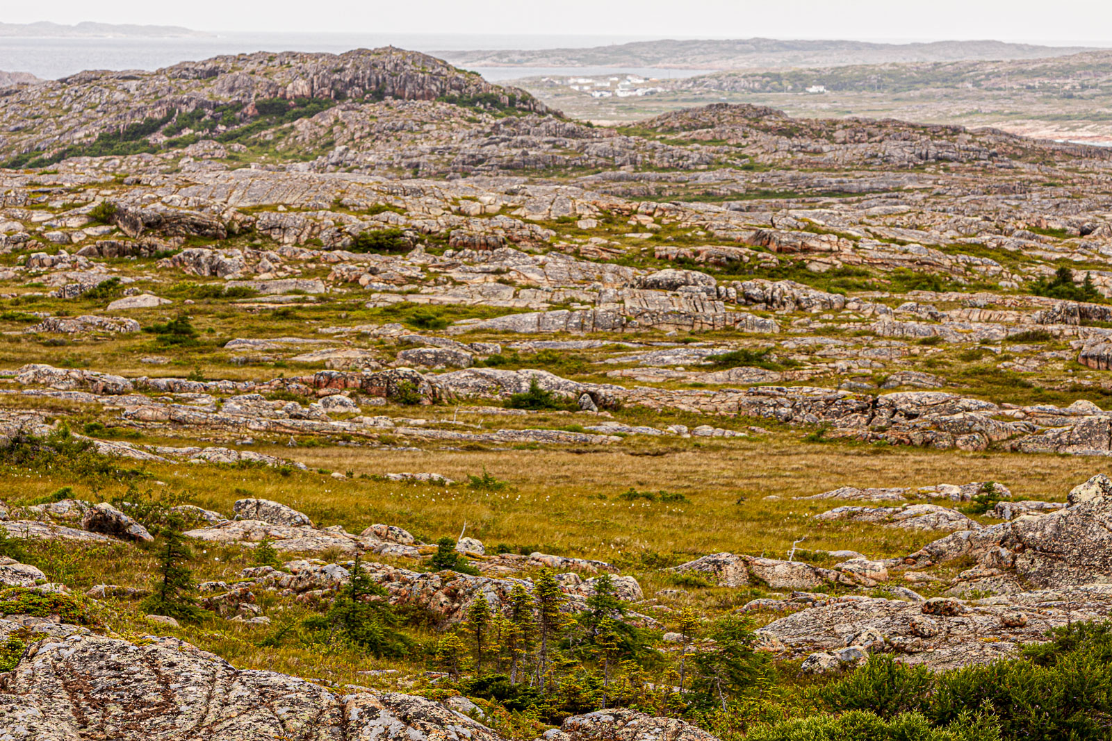 NFLD_1761__MG_0358.jpg