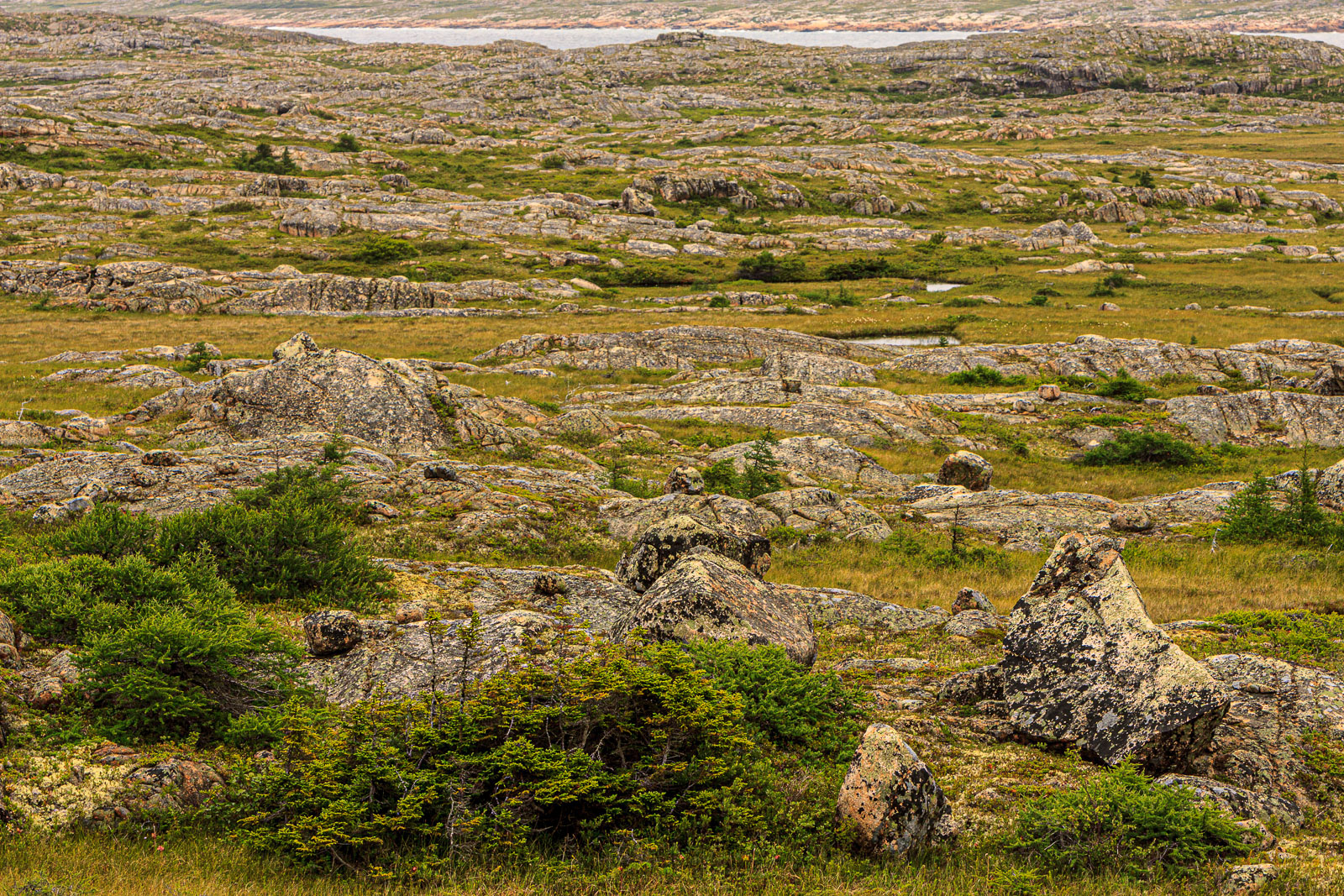 NFLD_1766__MG_0363.jpg