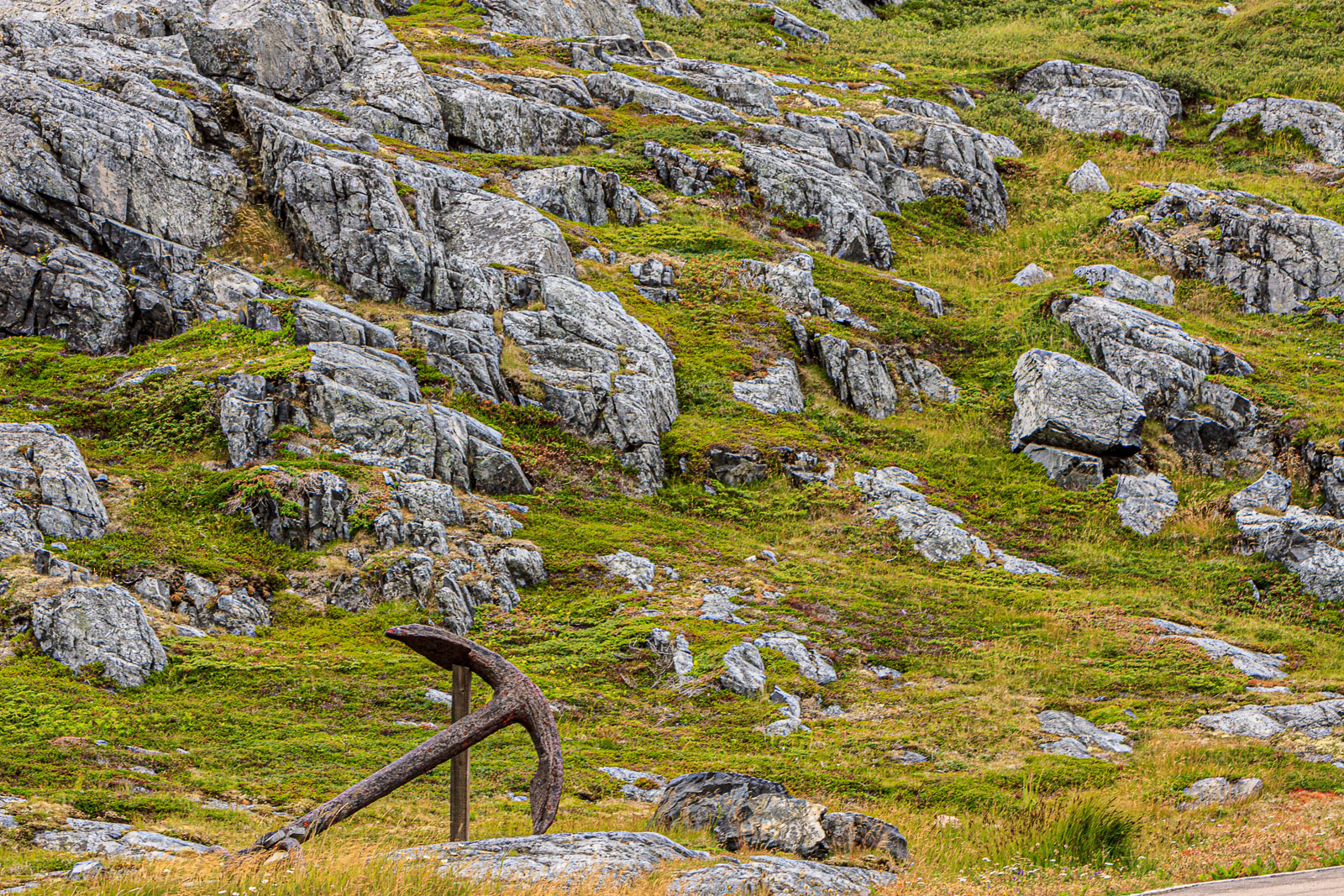 NFLD_1885__MG_0482.jpg