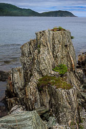 NFLD_0889__MG_9616.jpg