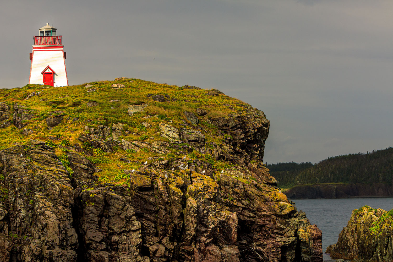 NFLD_04038__MG_2637.jpg