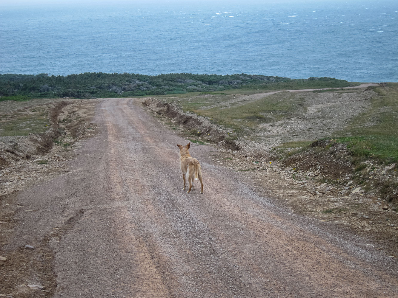 NFLD_14_59842_IMG_9662.jpg