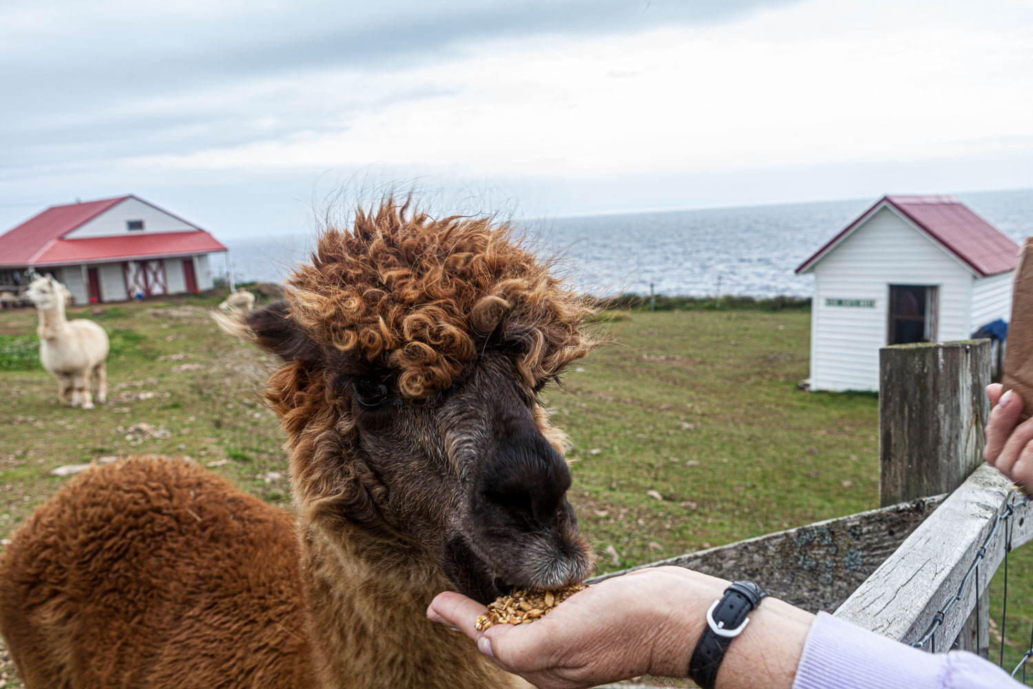 NFLD_14_61992__MG_9289.jpg