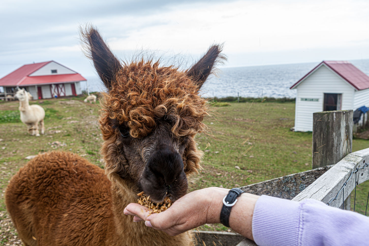 NFLD_14_61994__MG_9290.jpg