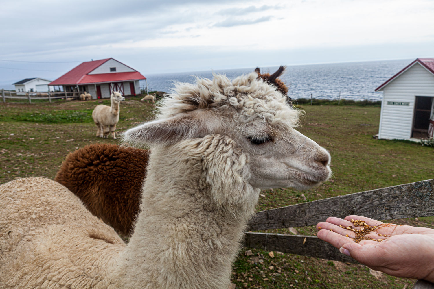 NFLD_14_62004__MG_9295.jpg