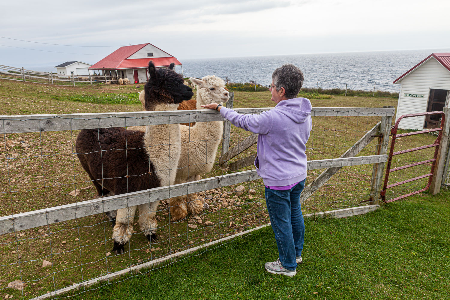 NFLD_14_62010__MG_9298.jpg