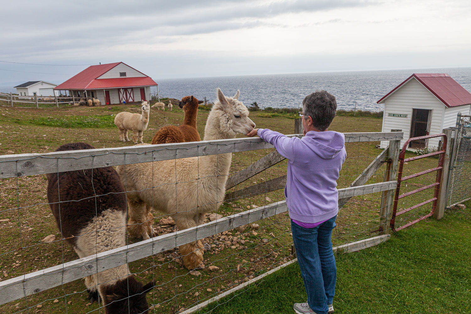 NFLD_14_62012__MG_9299.jpg