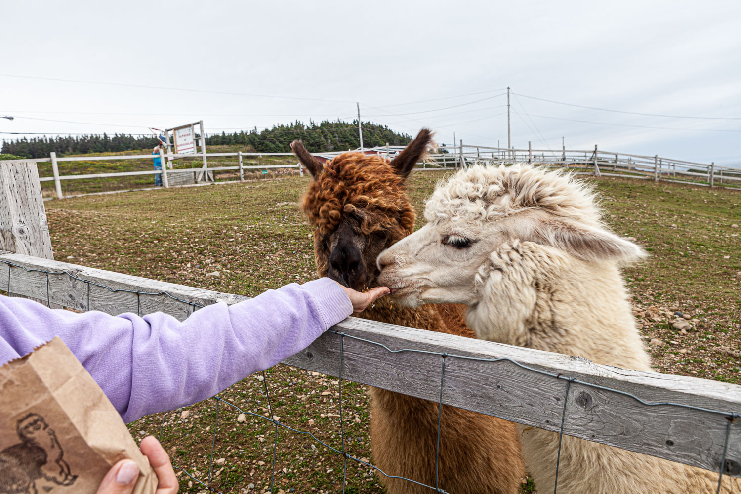 NFLD_14_62022__MG_9304.jpg