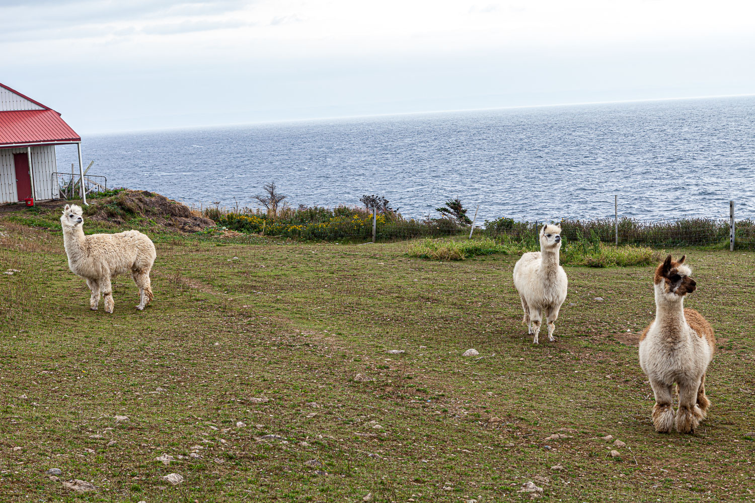 NFLD_14_62036__MG_9311.jpg