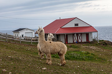 NFLD_14_62046__MG_9316.jpg