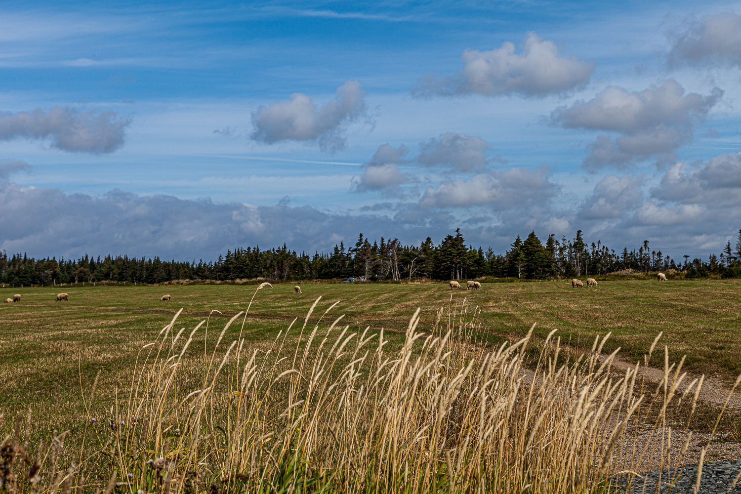 NFLD_14_62528__MG_9557.jpg