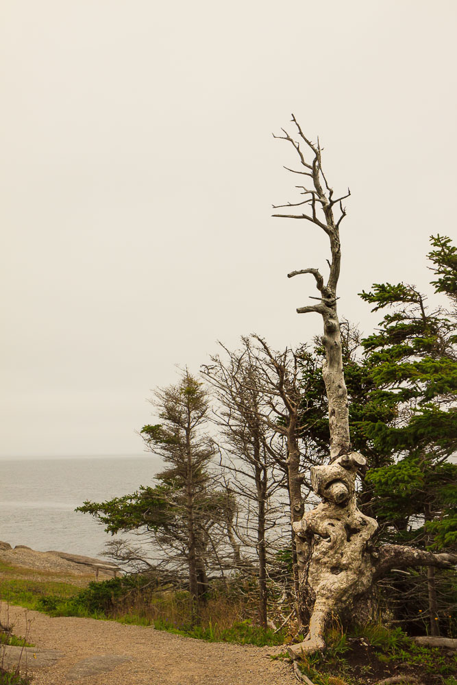 NFLD_0501__MG_9228.jpg