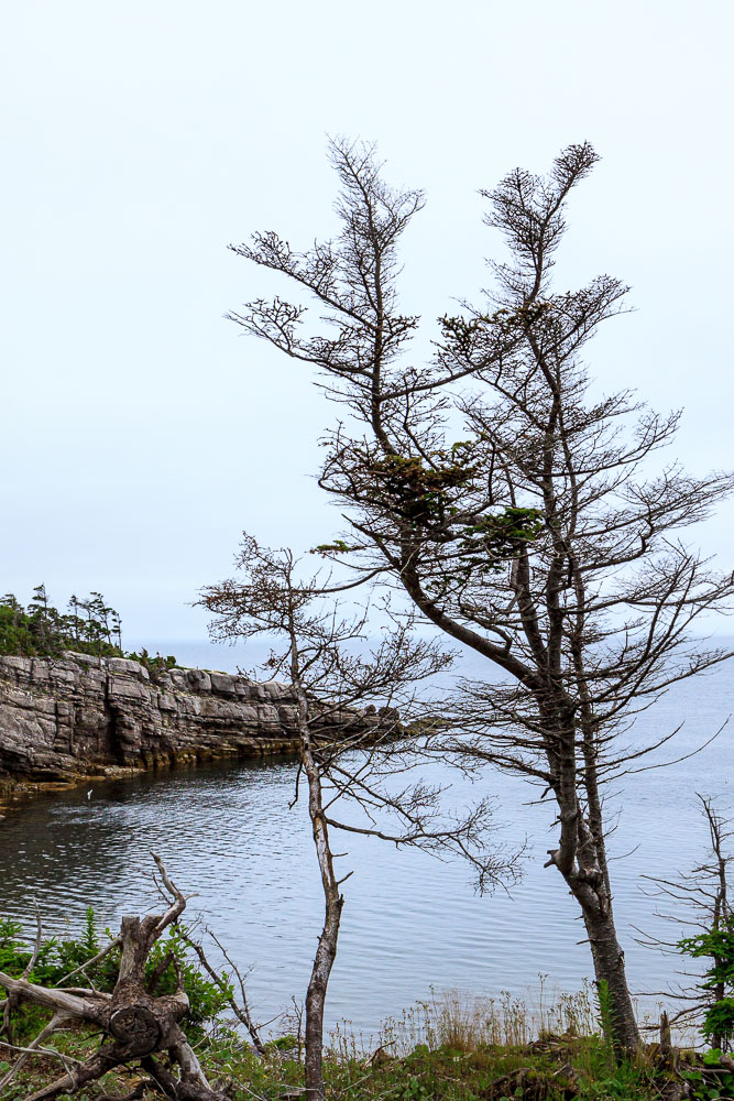 NFLD_0503__MG_9230.jpg