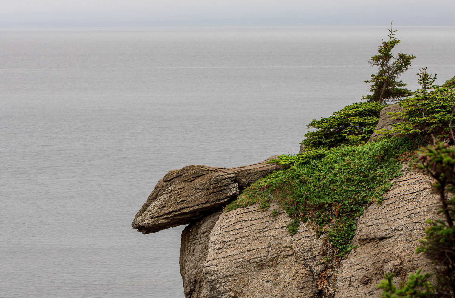 NFLD_0520__MG_9247.jpg