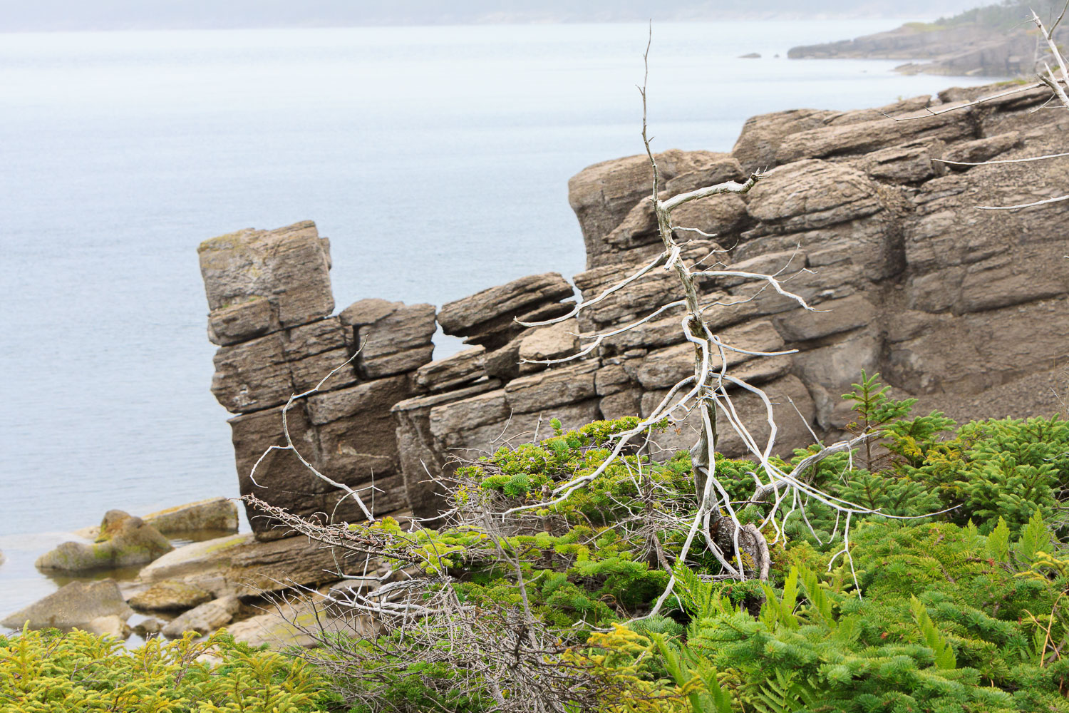 NFLD_0535__MG_9262.jpg