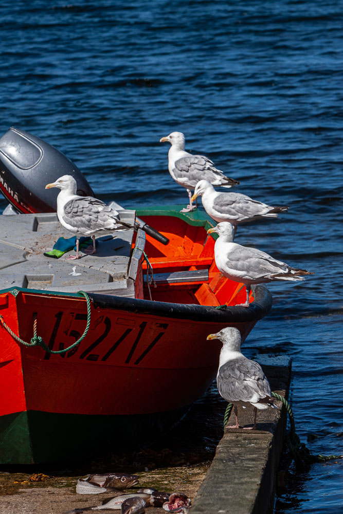 NFLD_04295__MG_3272.jpg