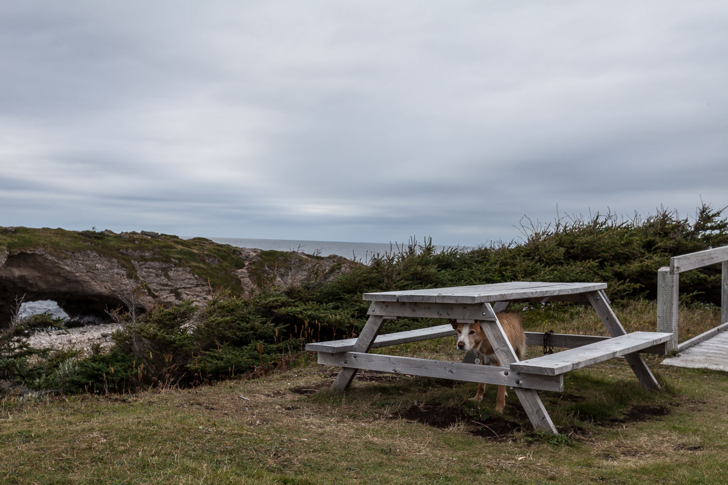 NFLD_14_59206__MG_9913.jpg