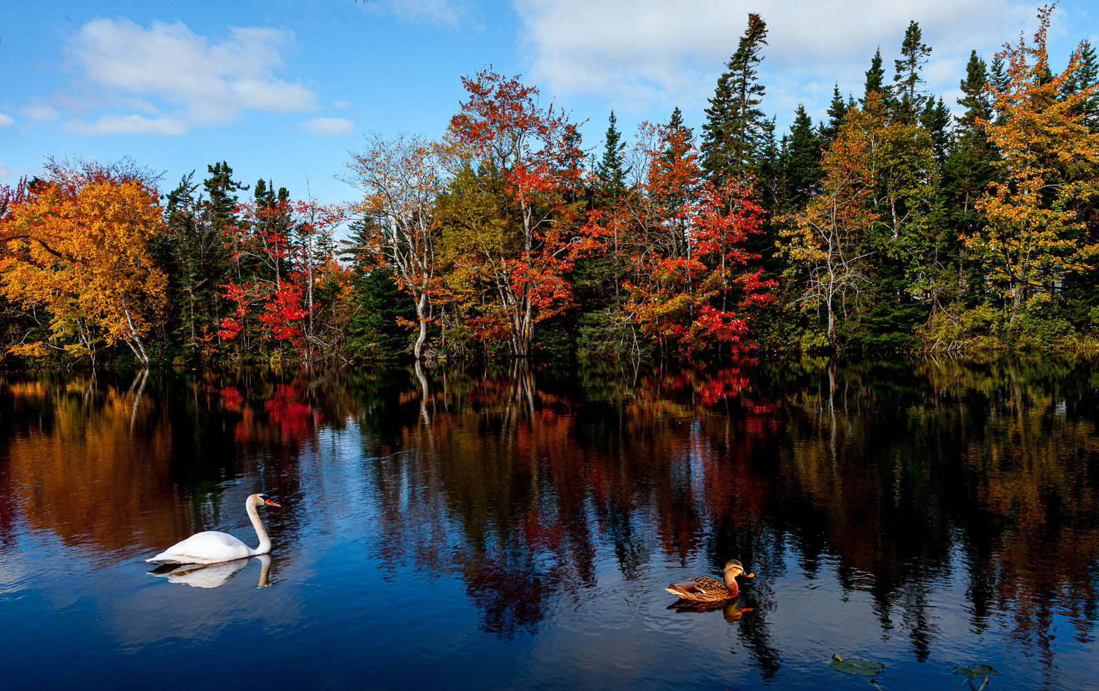 CB_12_36442__MG_7245-Edit-Edit-Edit-duck.jpg