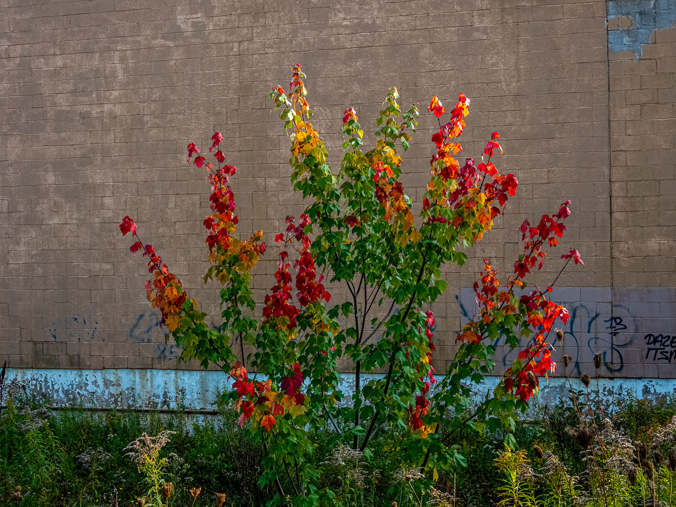 Summer_20_103459__9270679-HDR.jpg