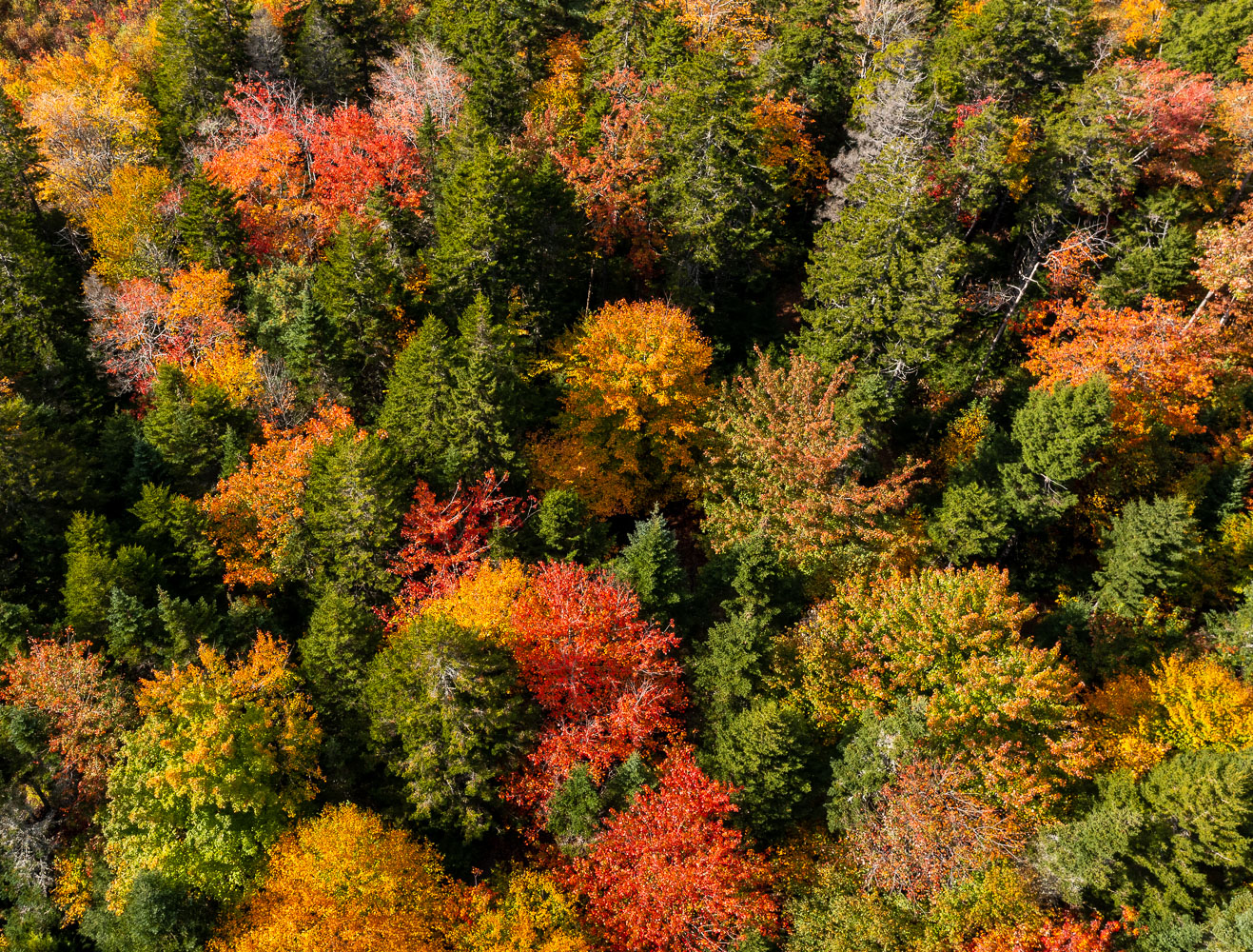 FallHome_21_112020_DJI_0013-HDR.jpg