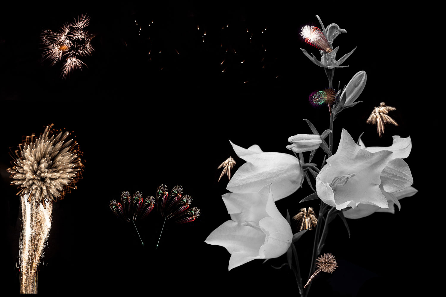flowers-Composite.jpg