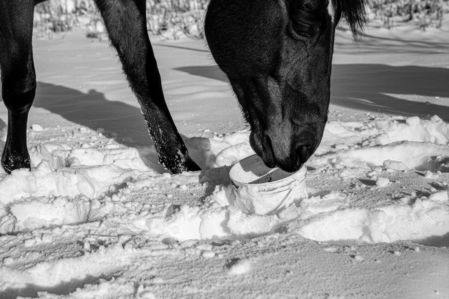 Horse_14_48762__MG_2629.jpg